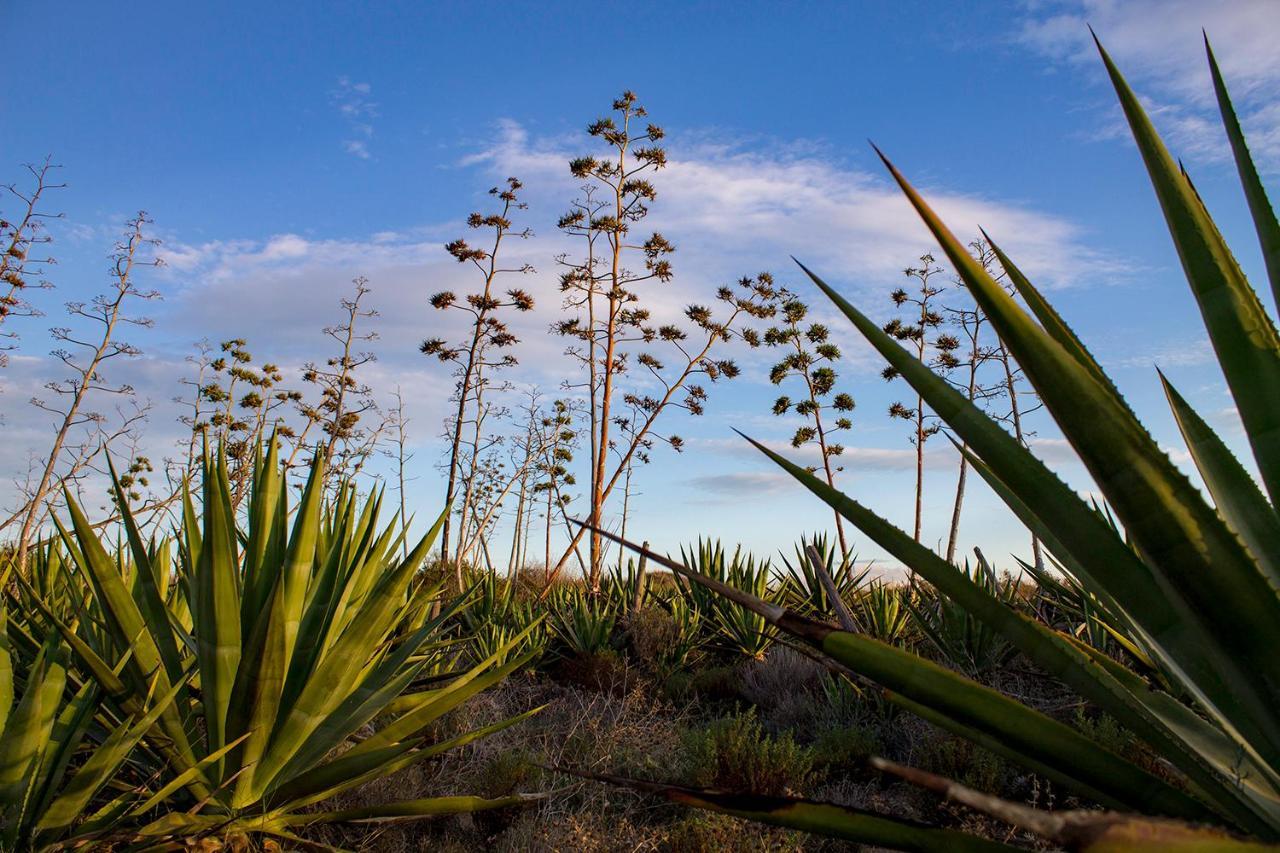 فندق La Palmera. El Amanecer En El Parque Natural أغوا امارجا المظهر الخارجي الصورة